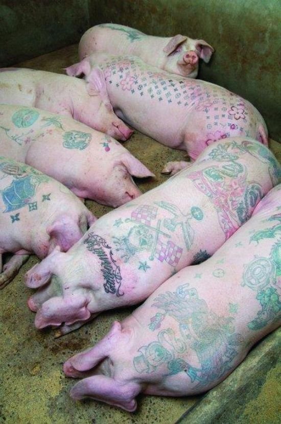 Tattooing pigs by Wim Delvoye