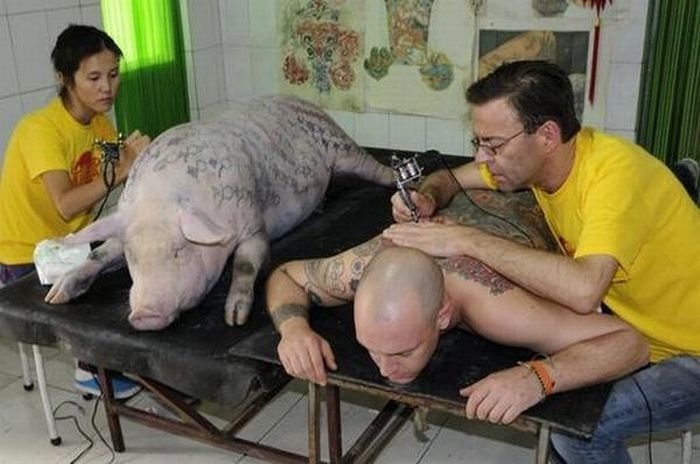 Tattooing pigs by Wim Delvoye