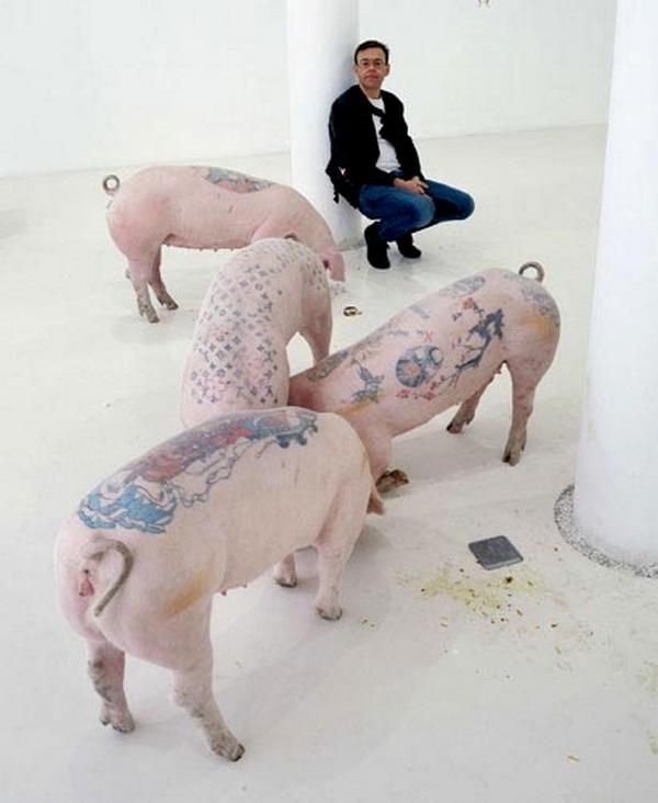 Tattooing pigs by Wim Delvoye