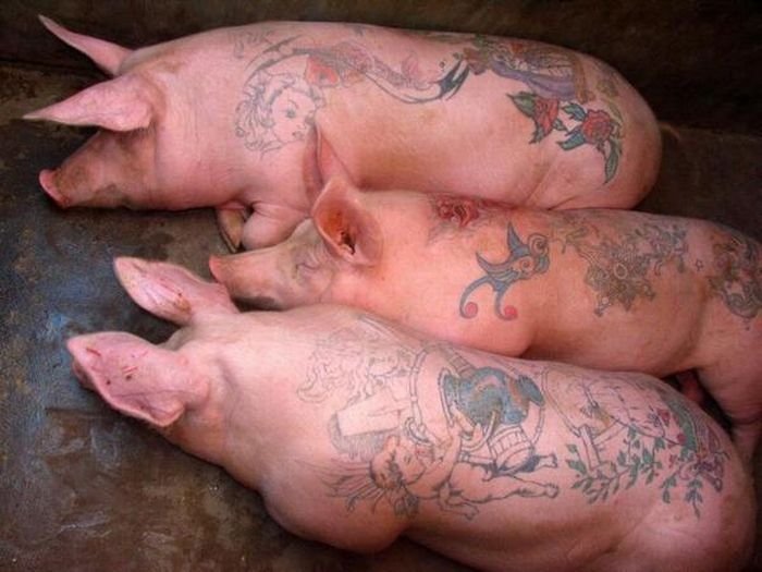 Tattooing pigs by Wim Delvoye