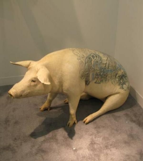 Tattooing pigs by Wim Delvoye