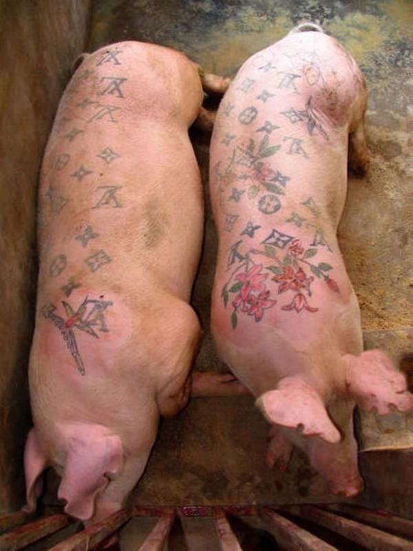 Tattooing pigs by Wim Delvoye