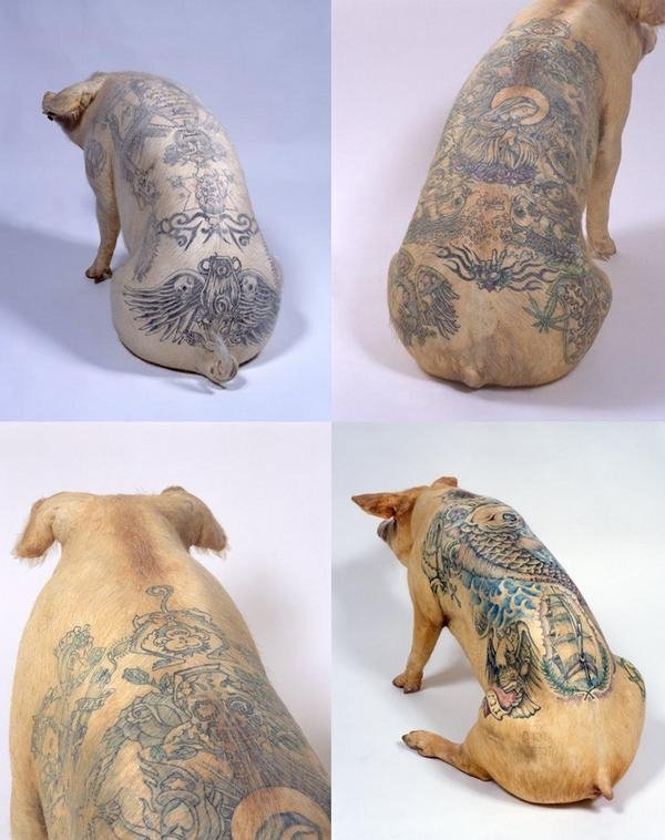 Tattooing pigs by Wim Delvoye