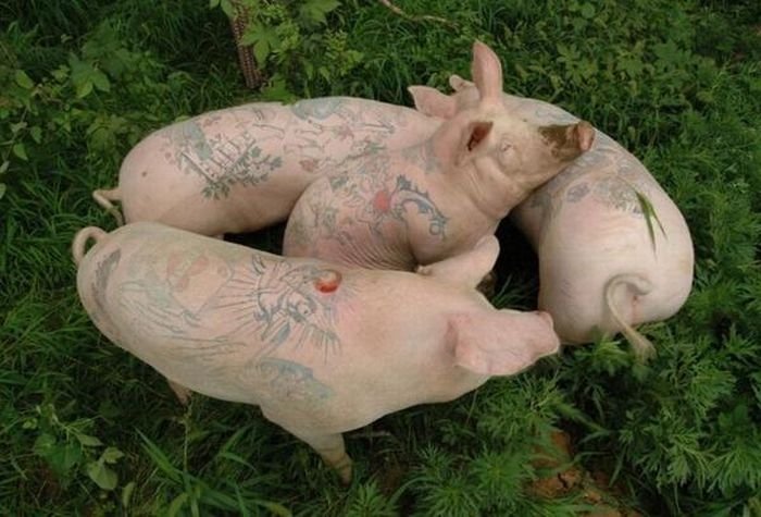 Tattooing pigs by Wim Delvoye