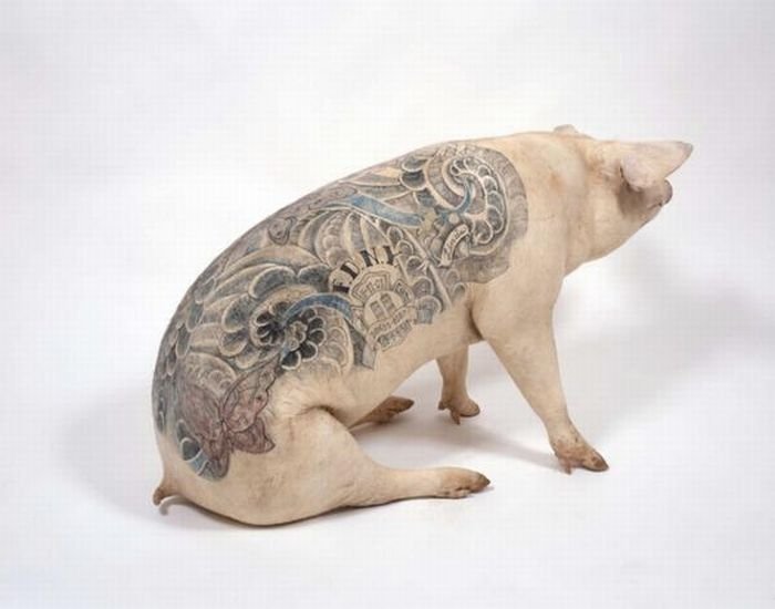 Tattooing pigs by Wim Delvoye