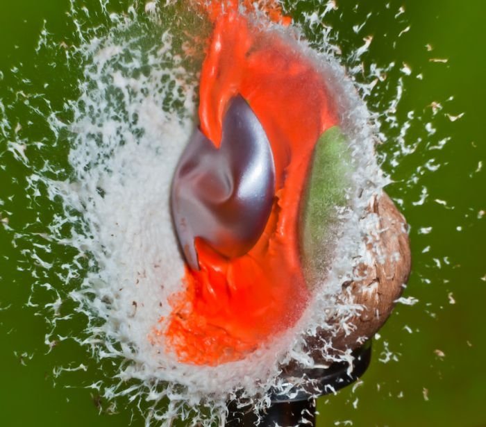 High speed photography by Alan Sailer