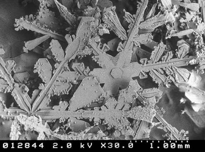 snowflakes under microscope