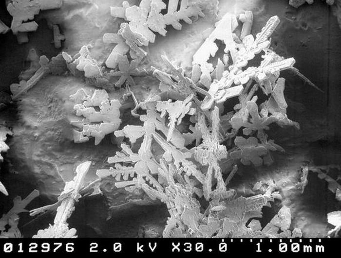 snowflakes under microscope
