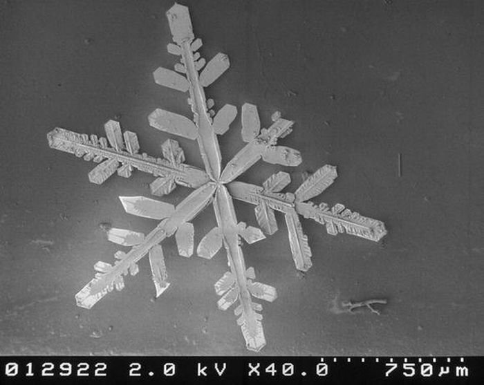 snowflakes under microscope