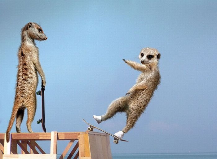 Meerkats Calendar by Maverick Arts Publishing