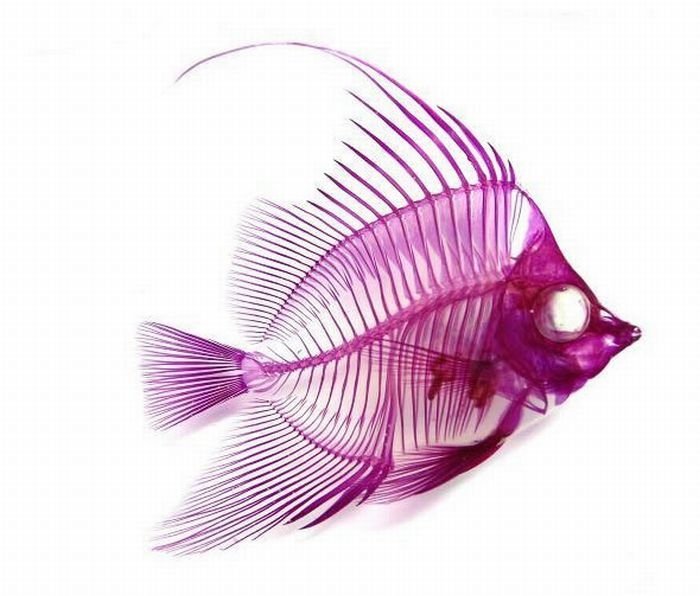 New world transparent specimen, Japan