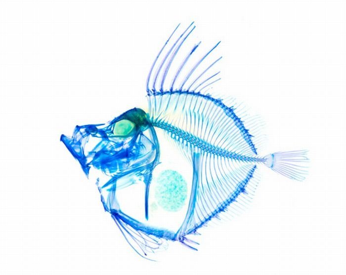 New world transparent specimen, Japan