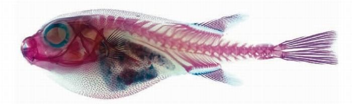 New world transparent specimen, Japan