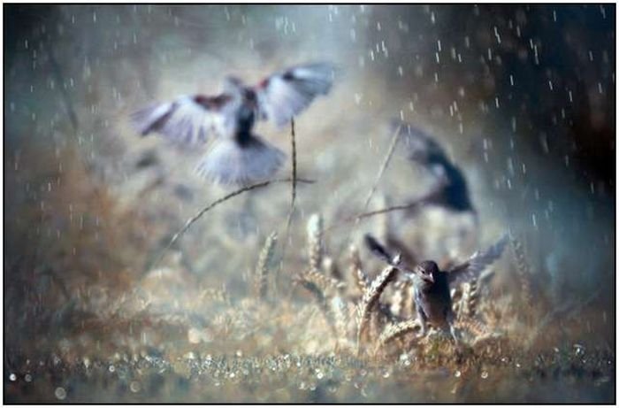 rain photography