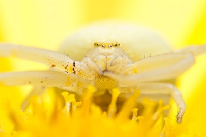 Macro photography by Joni Niemela