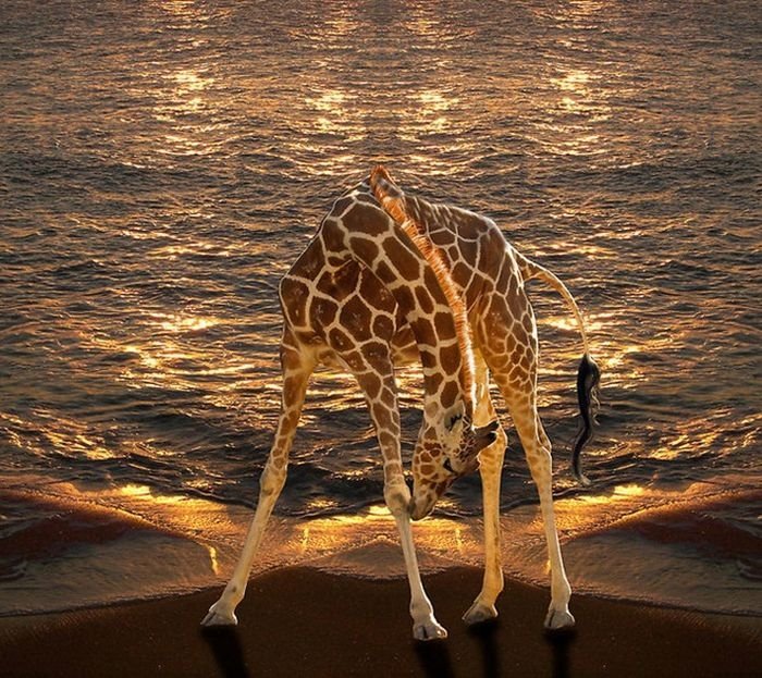 Photo manipulation by Peter Holme III