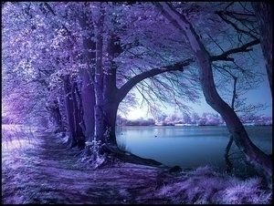 infrared photography