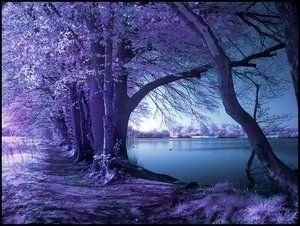 infrared photography