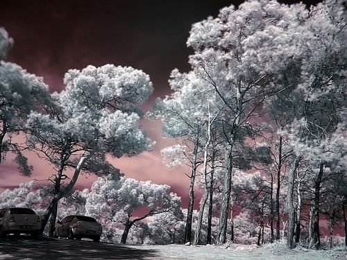 infrared photography