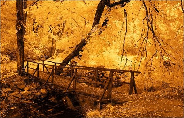 infrared photography