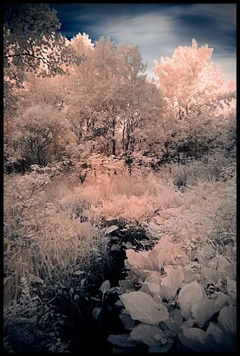 infrared photography