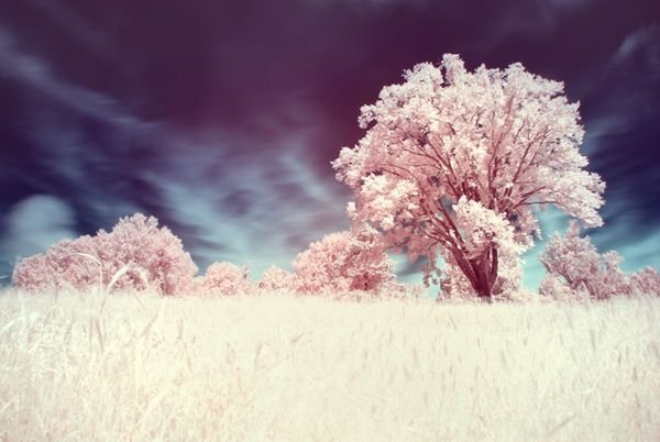 infrared photography