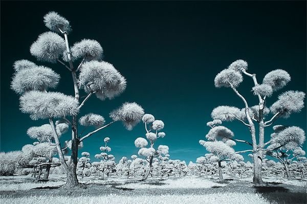 infrared photography