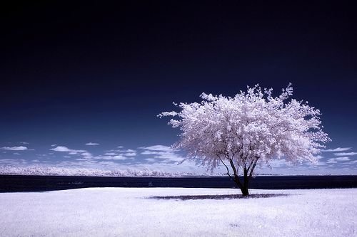 infrared photography