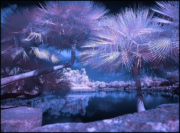 infrared photography