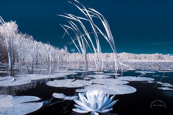 infrared photography