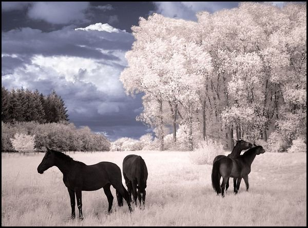 infrared photography