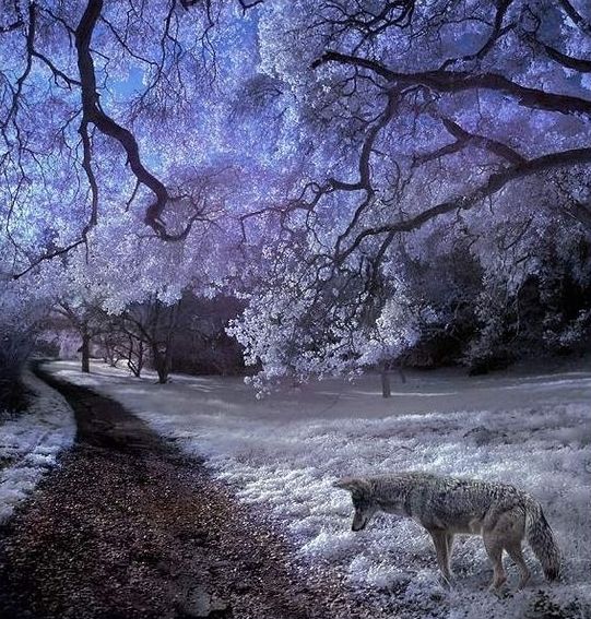 infrared photography