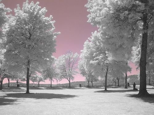 infrared photography