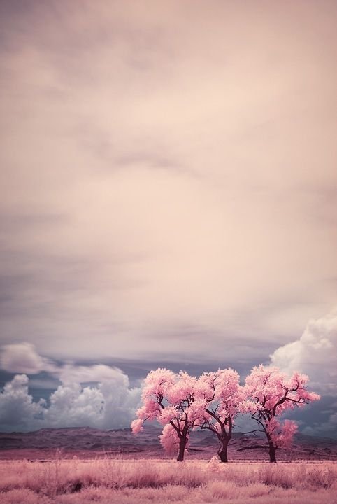 infrared photography