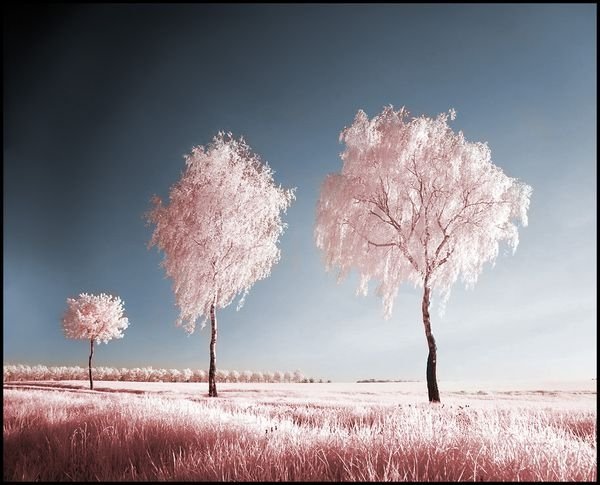 infrared photography