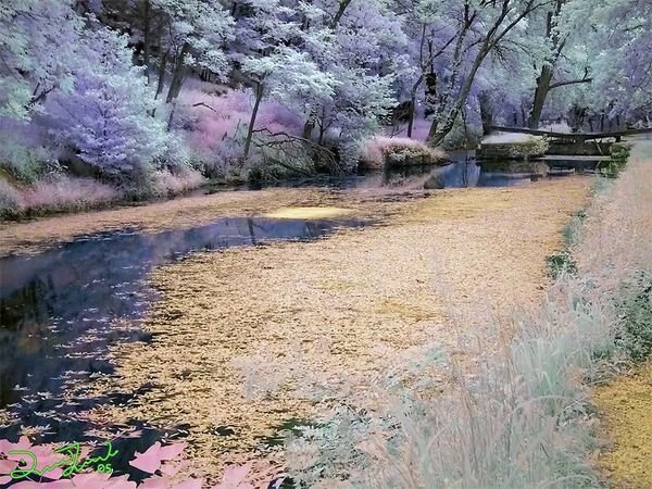 infrared photography