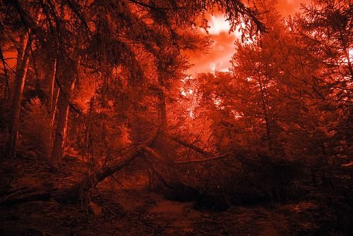 infrared photography