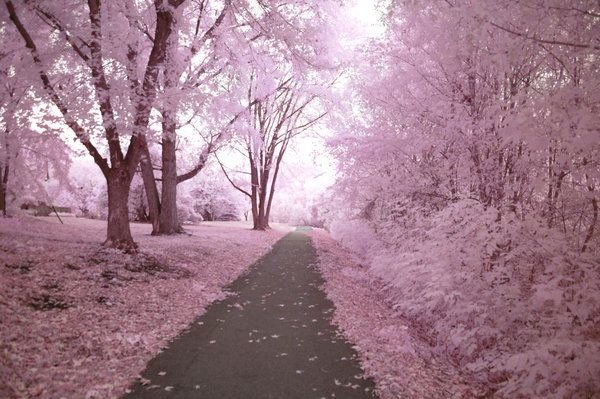 infrared photography