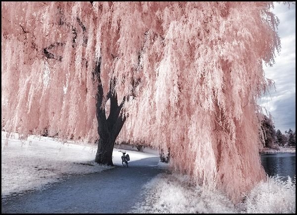 infrared photography