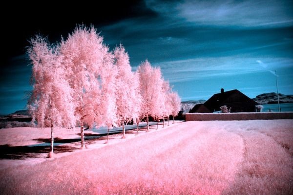 infrared photography