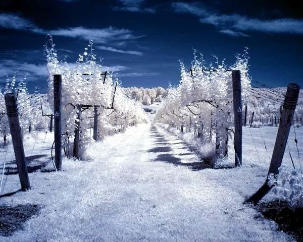 infrared photography