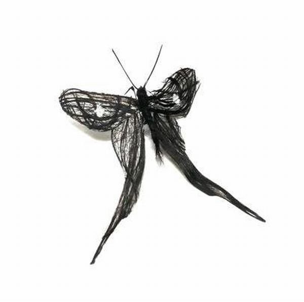 Insects out of human hair by Adrienne Antonson