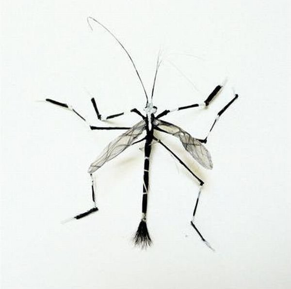 Insects out of human hair by Adrienne Antonson