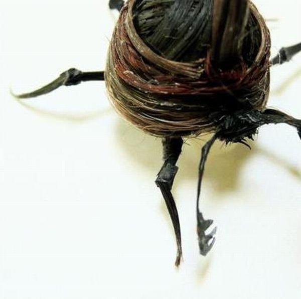 Insects out of human hair by Adrienne Antonson