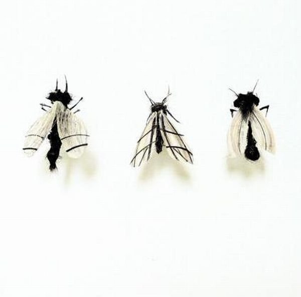 Insects out of human hair by Adrienne Antonson