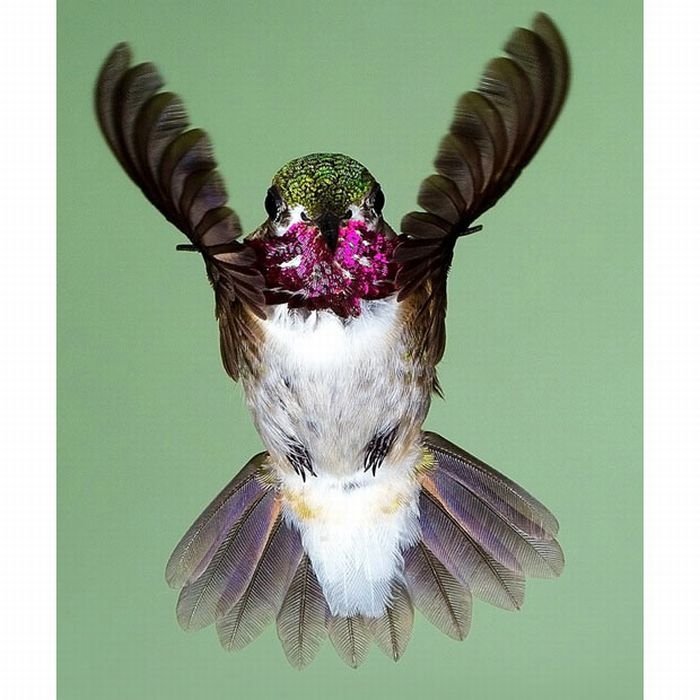 Birds in flight by Roy Hancliff