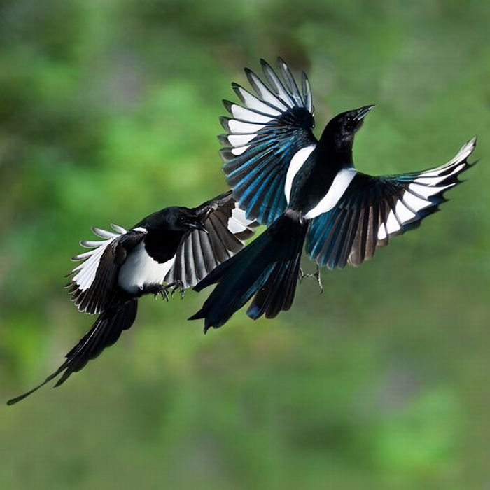 Birds in flight by Roy Hancliff