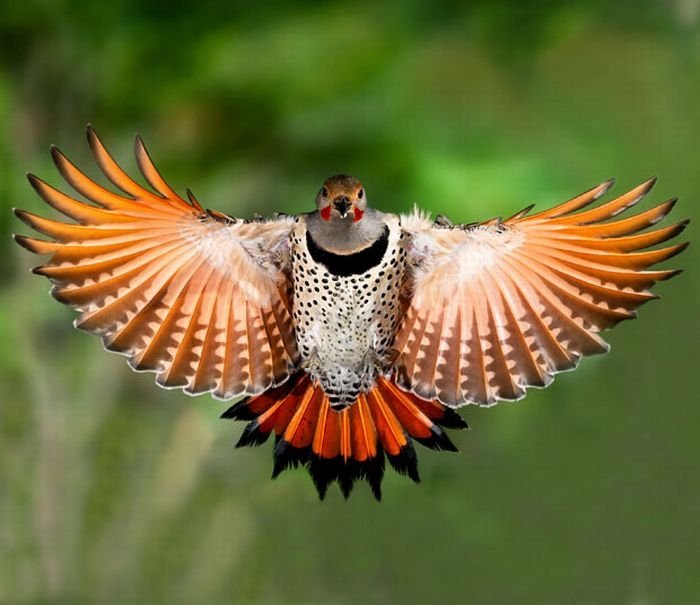 Birds in flight by Roy Hancliff