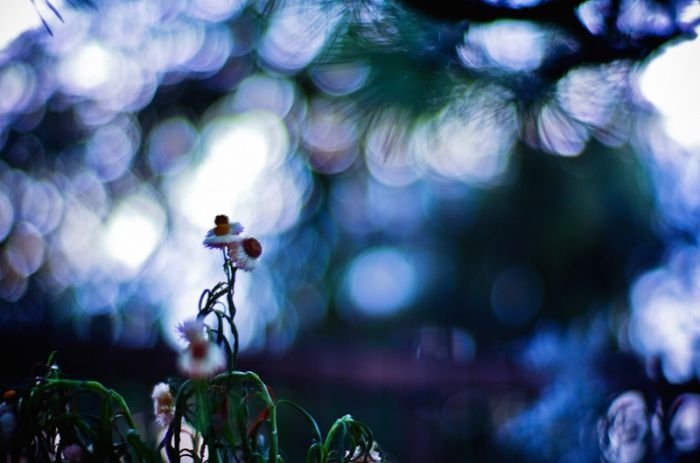 Depth of Field photography by Moaan