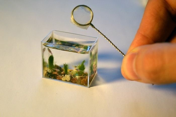 World's smallest aquarium by Anatoly Konenko